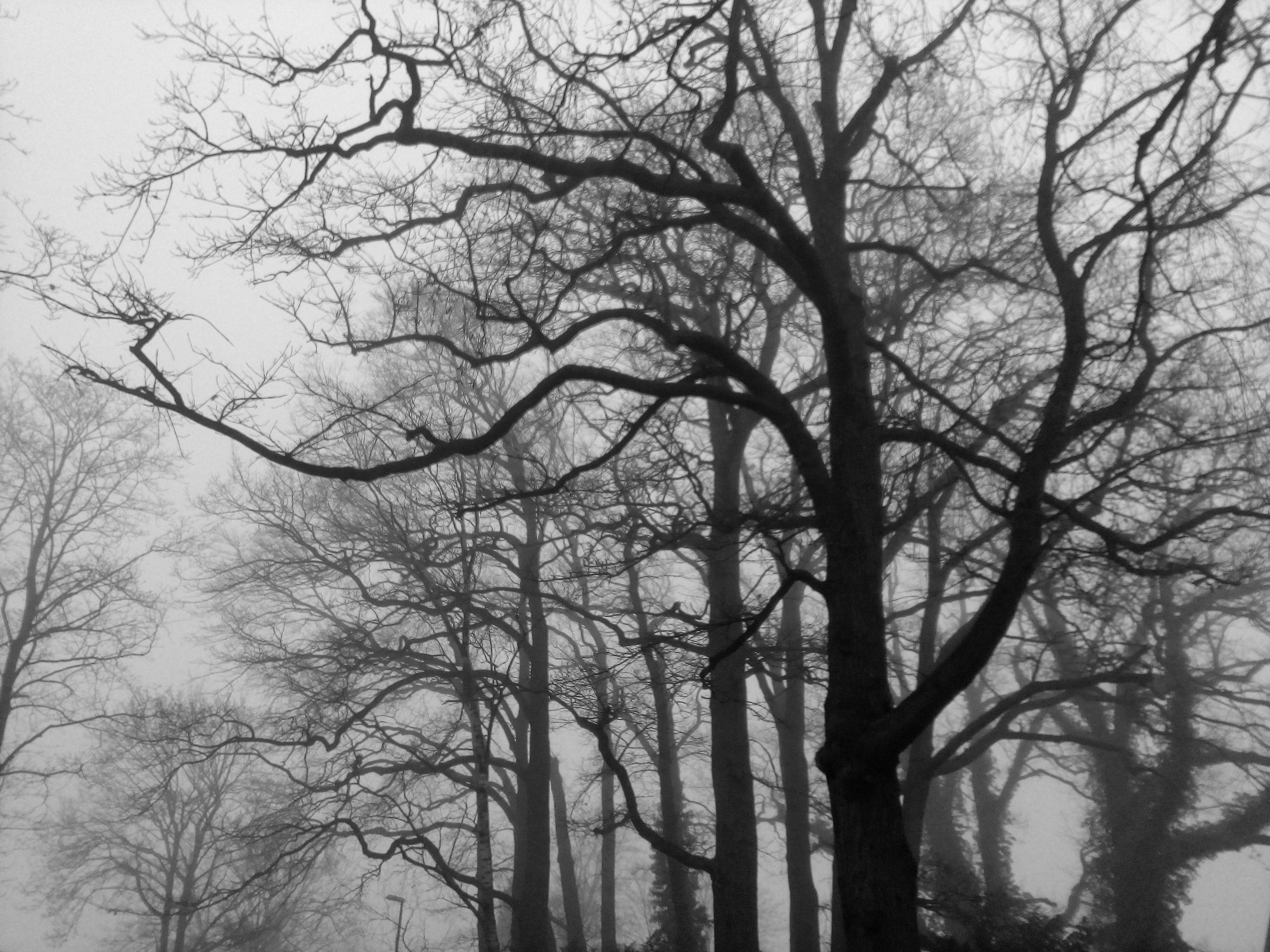 Wolken Nebel Bäume